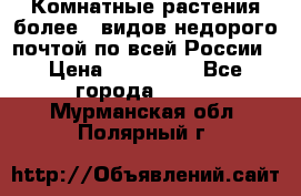 Комнатные растения более200видов недорого почтой по всей России › Цена ­ 100-500 - Все города  »    . Мурманская обл.,Полярный г.